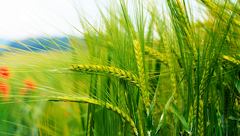 Заработок на опционах пшеницы